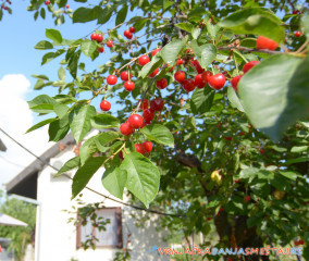 apartmani